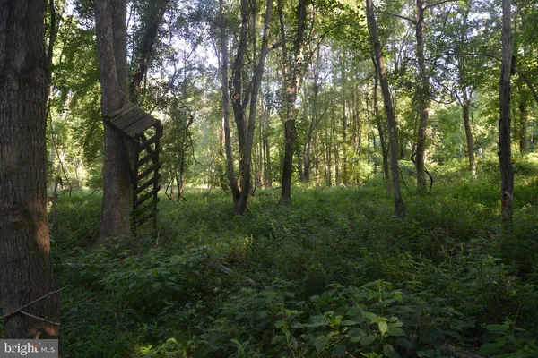 a view of forest