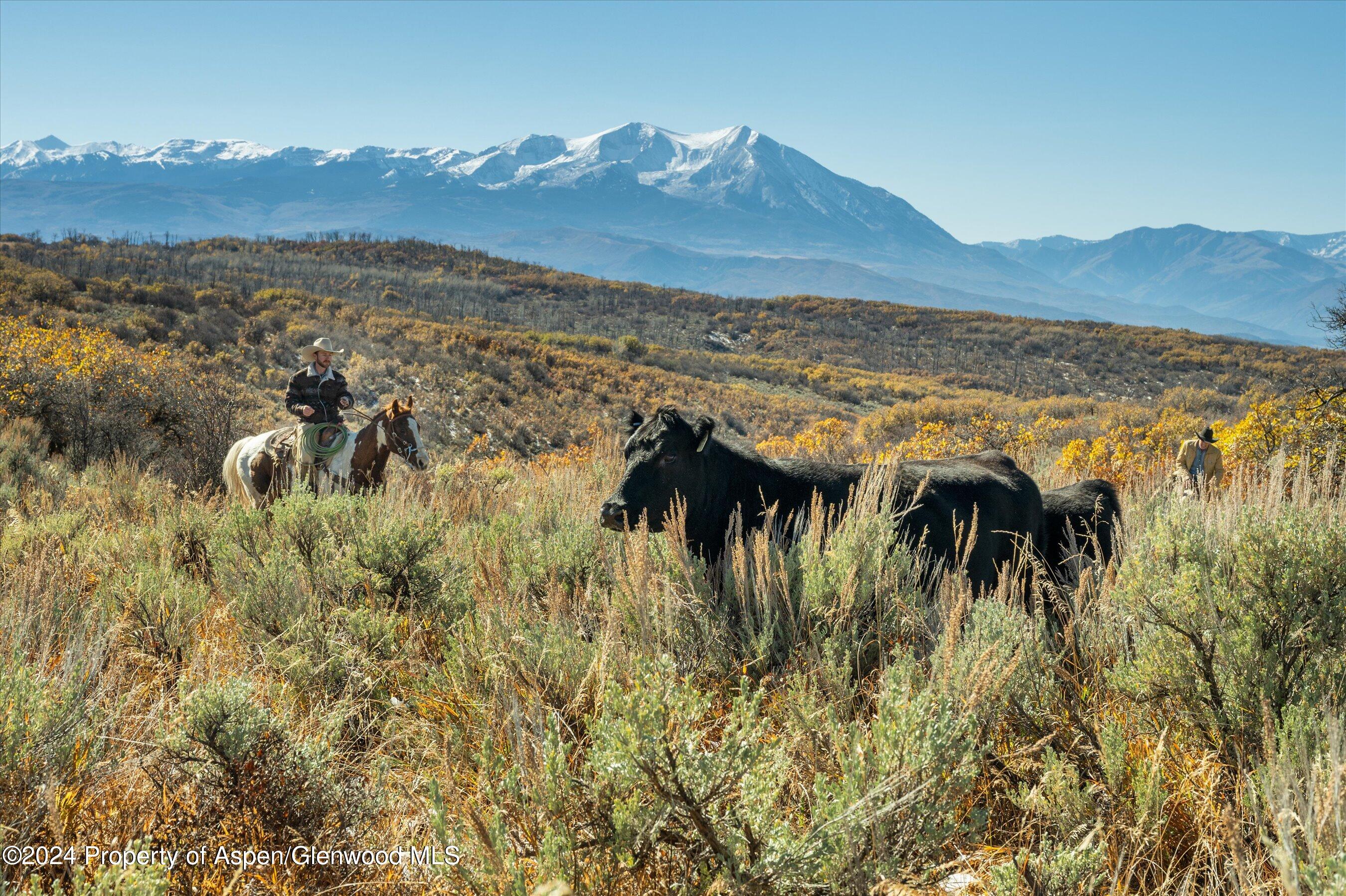6800 Upper Cattle Creek Road Carbondale, CO 81623 - Photo 18 of 63 023-MB8_5517