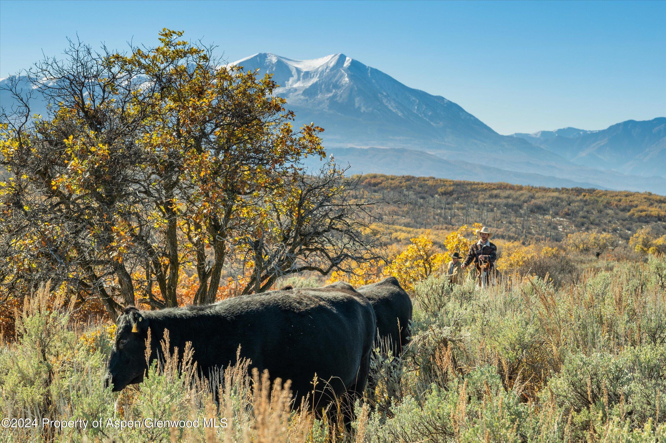 6800 Upper Cattle Creek Road Carbondale, CO 81623 - Photo 24 of 63 024-MB8_5512
