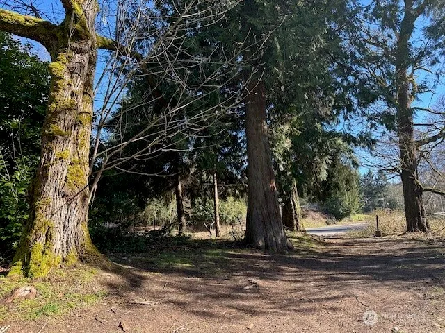 a view of a yard with large trees