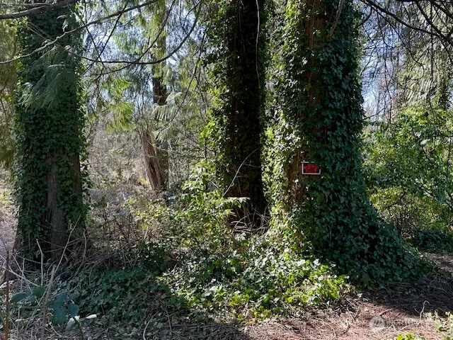 a view of a yard with plants and a tree