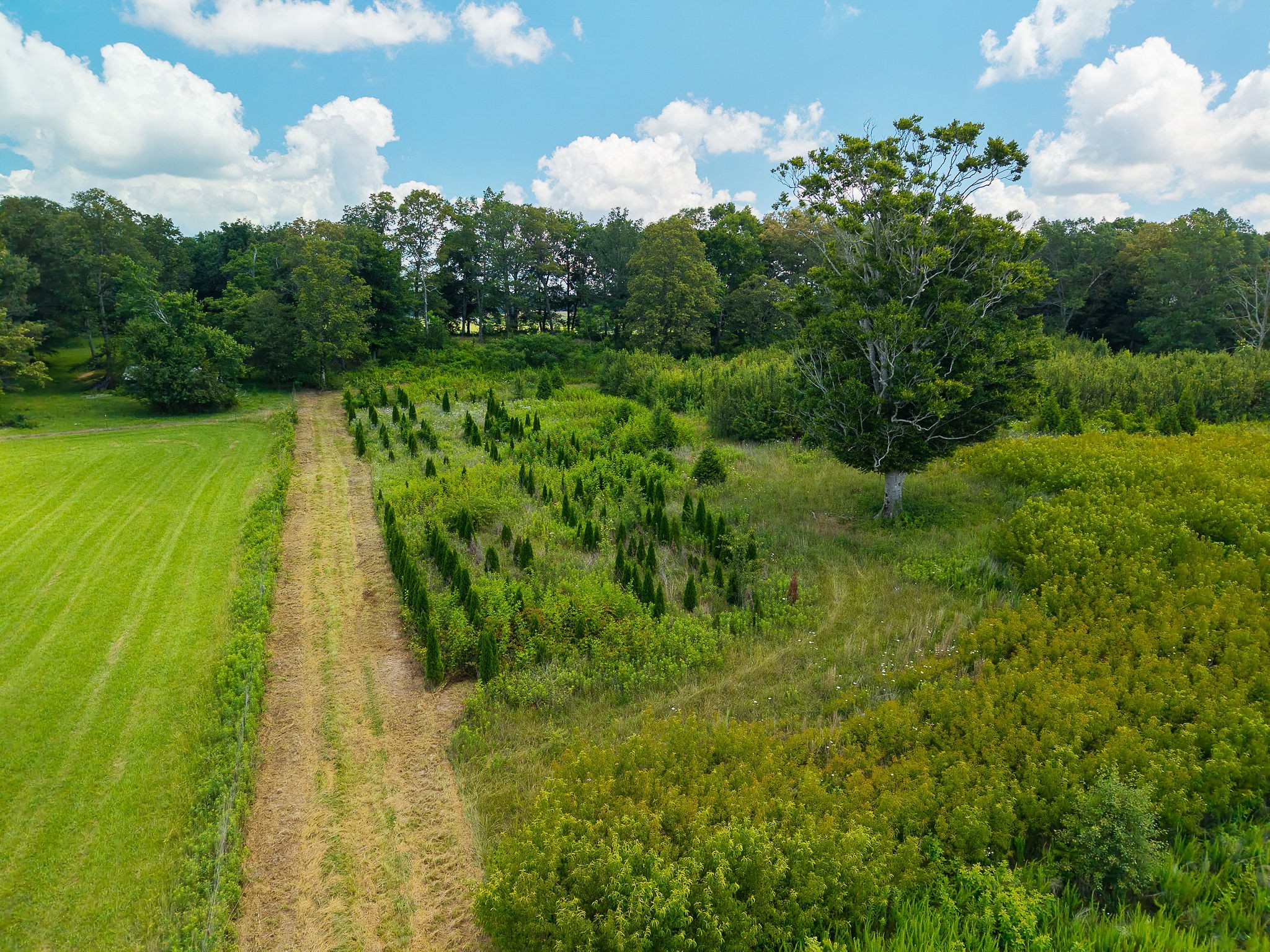 0 Sneed Road McMinnville, TN 37110 - Photo 14 of 16