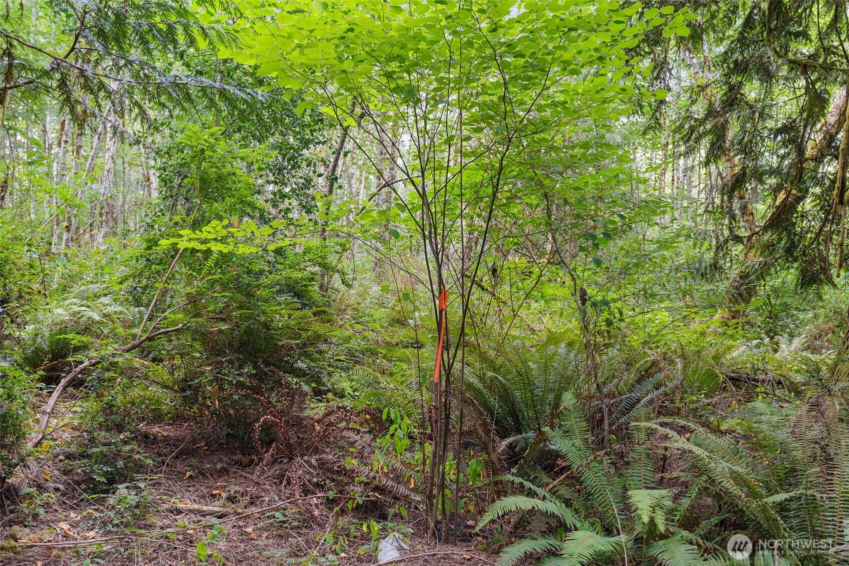 0 East Lombard Road North Grapeview, WA 98546 - Photo 26 of 32 Gallery Image 26
