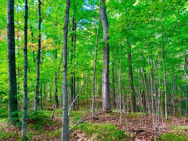 7-acres Red Fox Run Summit Lake, WI 54485 - Photo 1 of 1