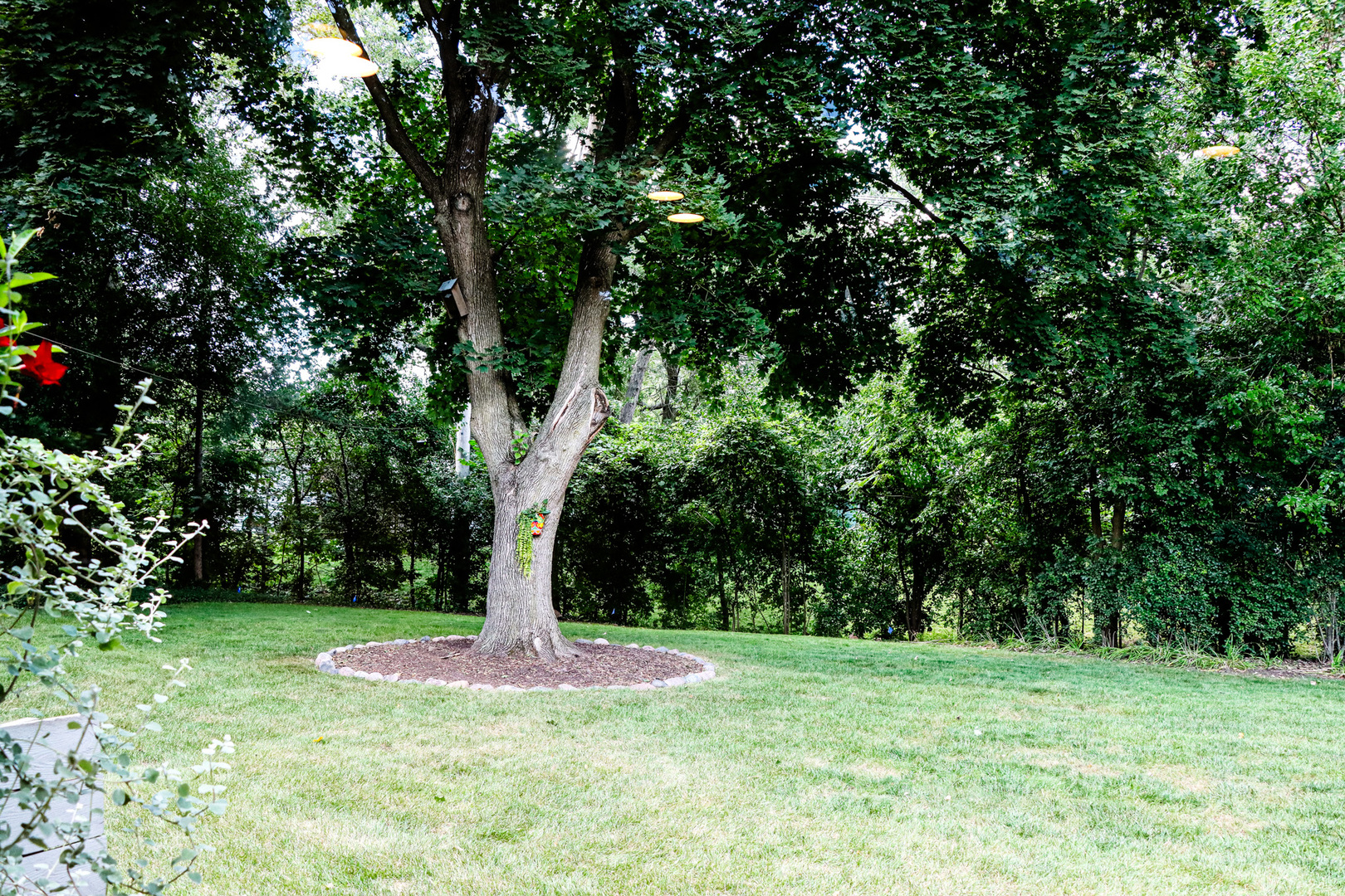 1920 North Washington Street Wheaton, IL 60187 - Photo 50 of 76 a view of a yard with a tree