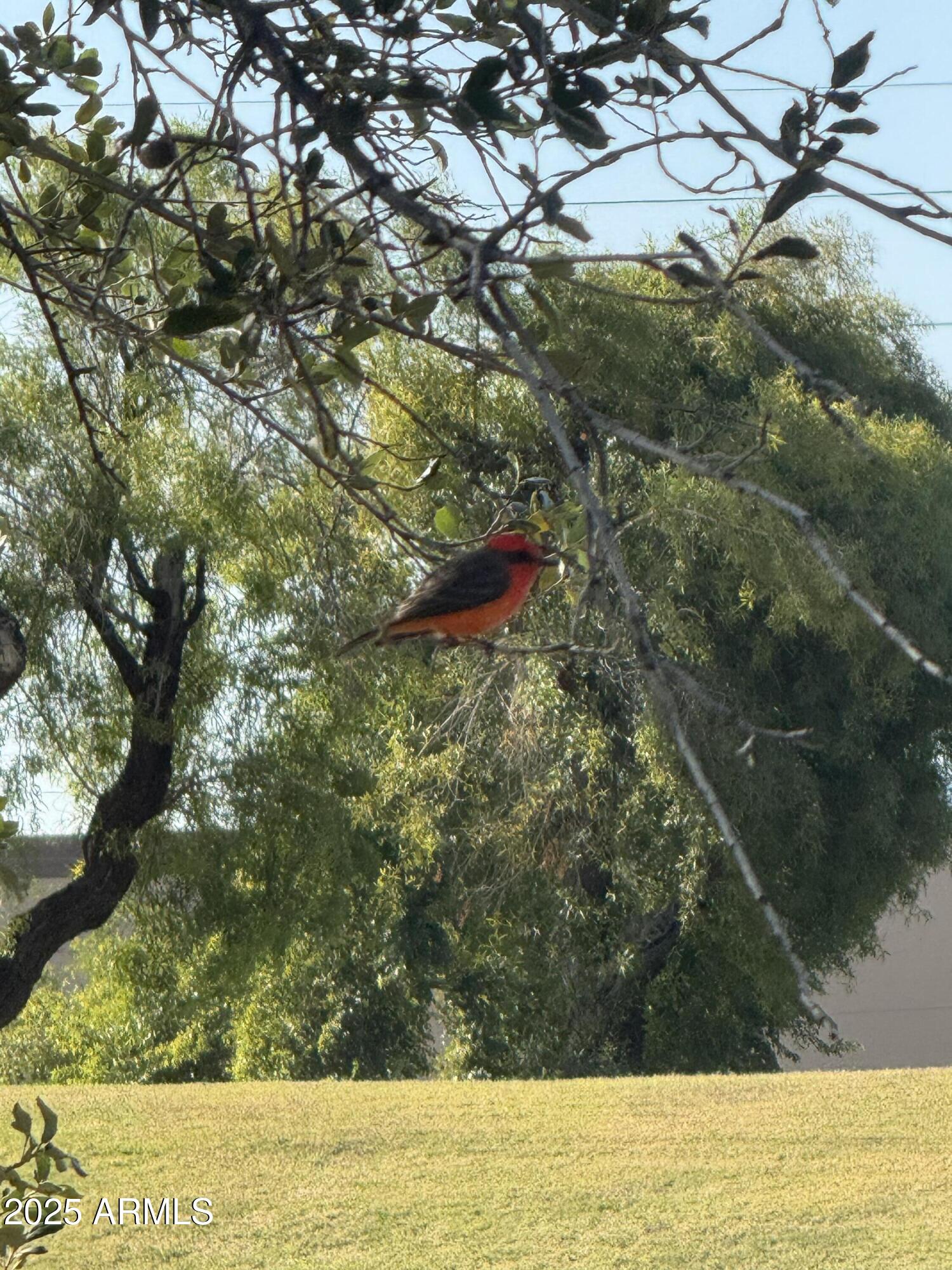 1019 East Watson Drive Tempe, AZ 85283 - Photo 40 of 46 a view of a yard