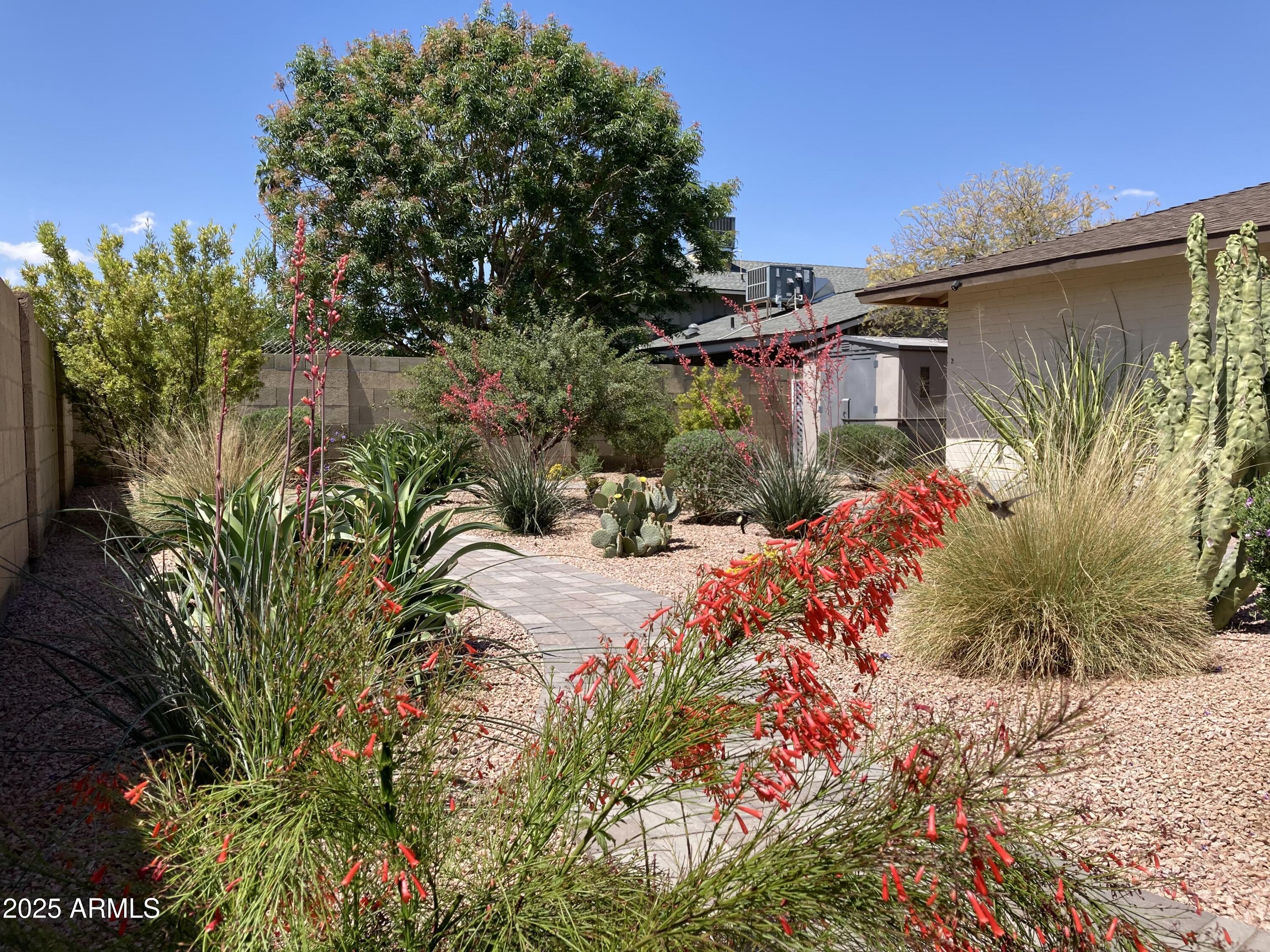 1019 East Watson Drive Tempe, AZ 85283 - Photo 8 of 46 a view of a garden with plants