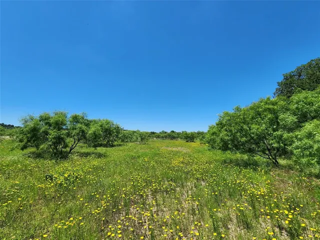 a view of a big yard with plants and large tree