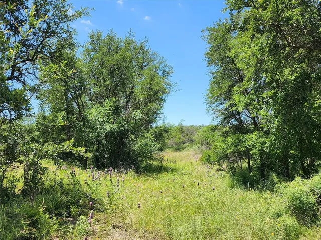 a view of a lush green space