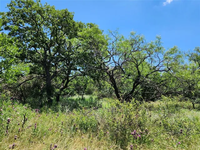 a view of a garden with a tree