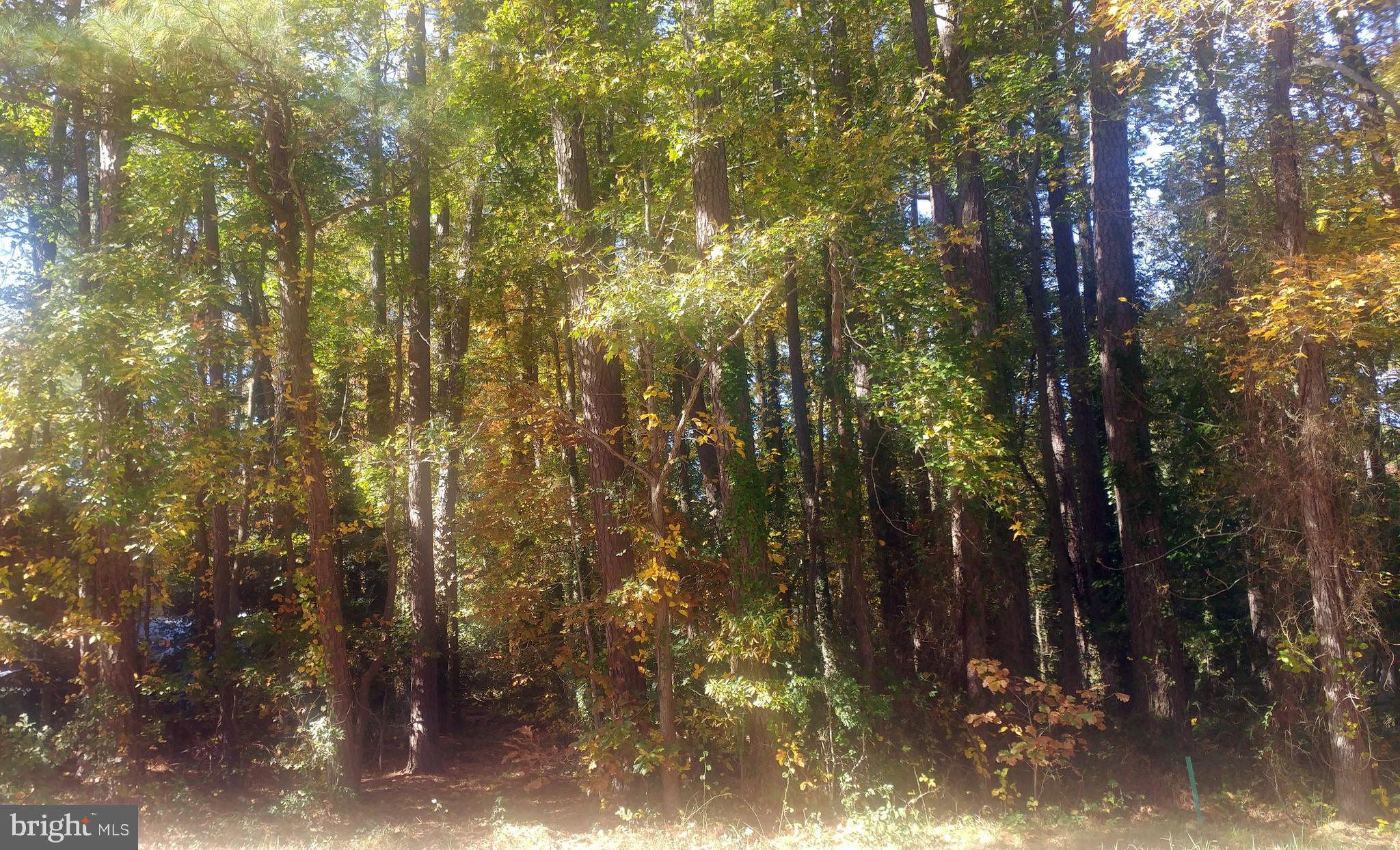 Lot 24 Talbot Road Stevensville, MD 21666 - Photo 1 of 8 Fall Colors Beginning to Emerge