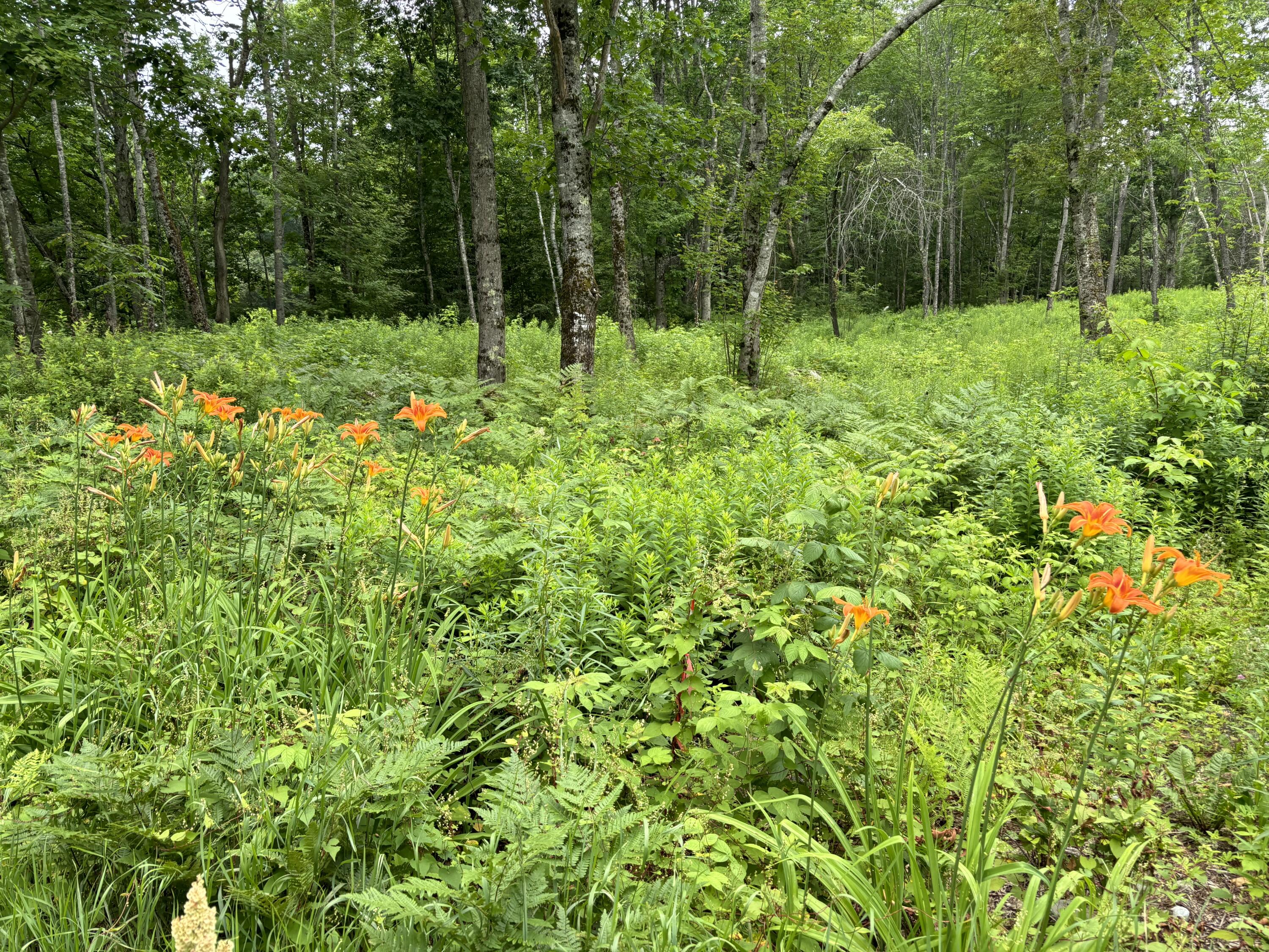 96 West Washington Road Washington, ME 04574 - Photo 3 of 10 IMG_1986