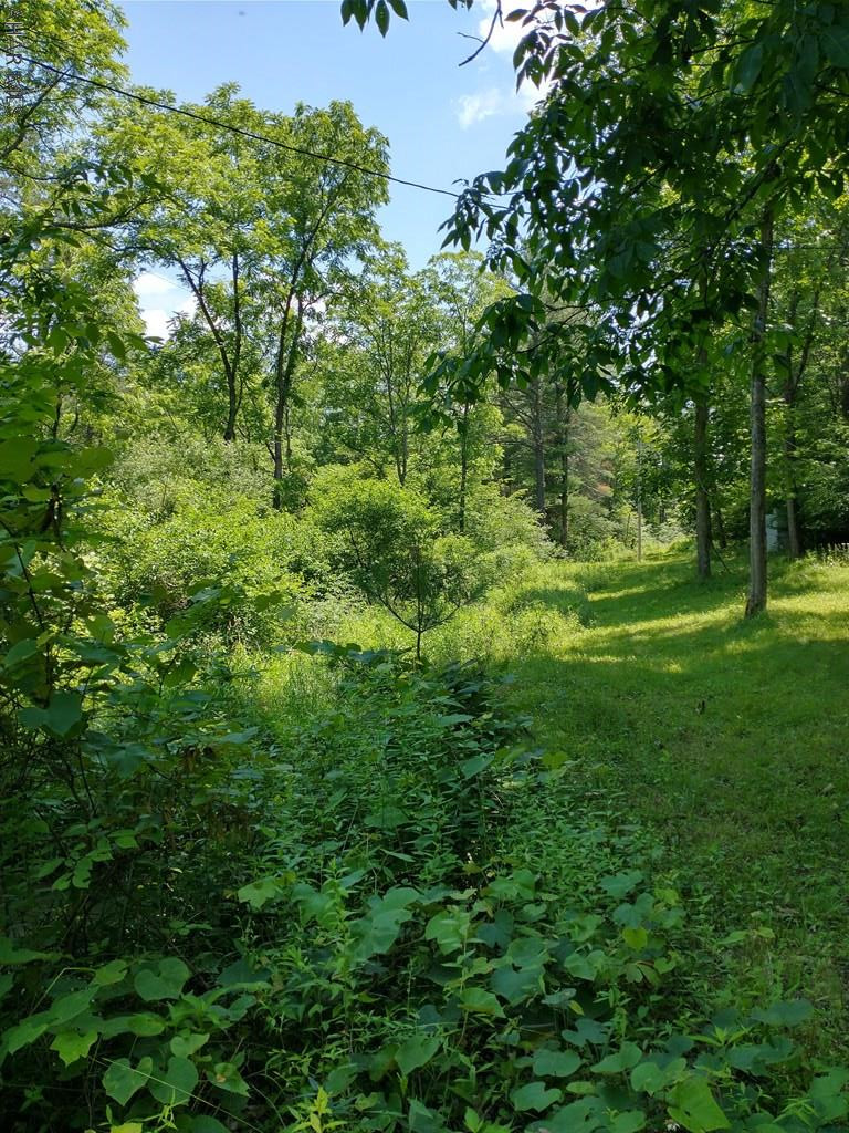 Off Smith Road Clearville, PA 15535 - Photo 20 of 47 a view of a lush green space
