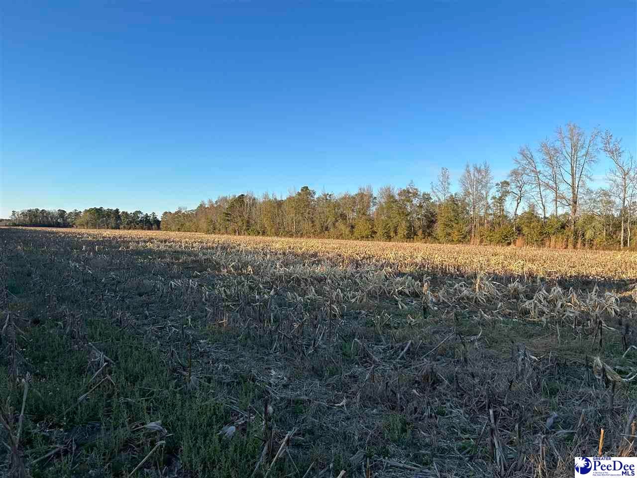 Tbd County Line Road Clio, SC 29525 - Photo 2 of 2 Gallery Image 2