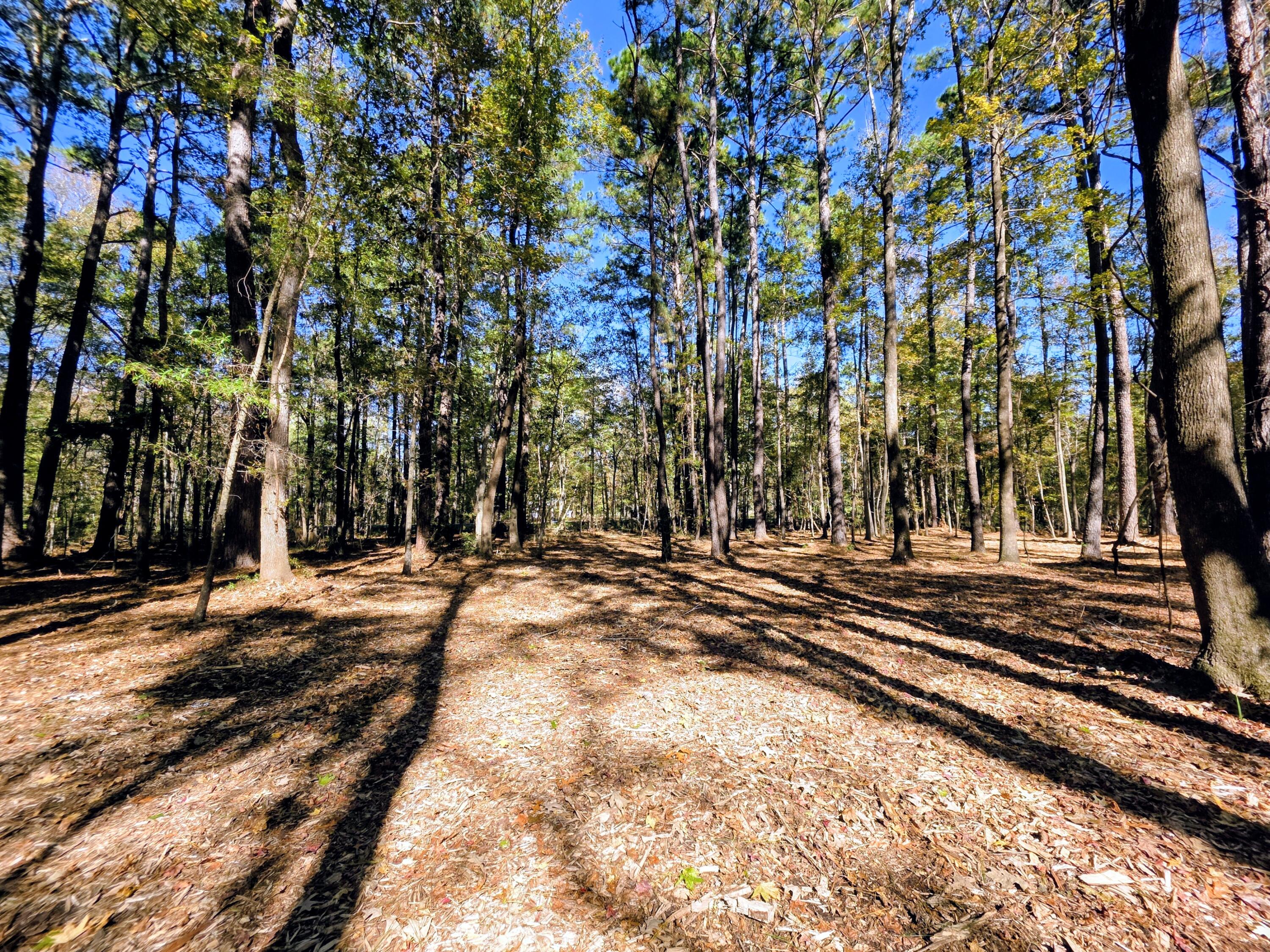 3047 Fickling Hill Road, Unit C2 Johns Island, SC 29455 - Photo 3 of 12 Lot is easy to walk