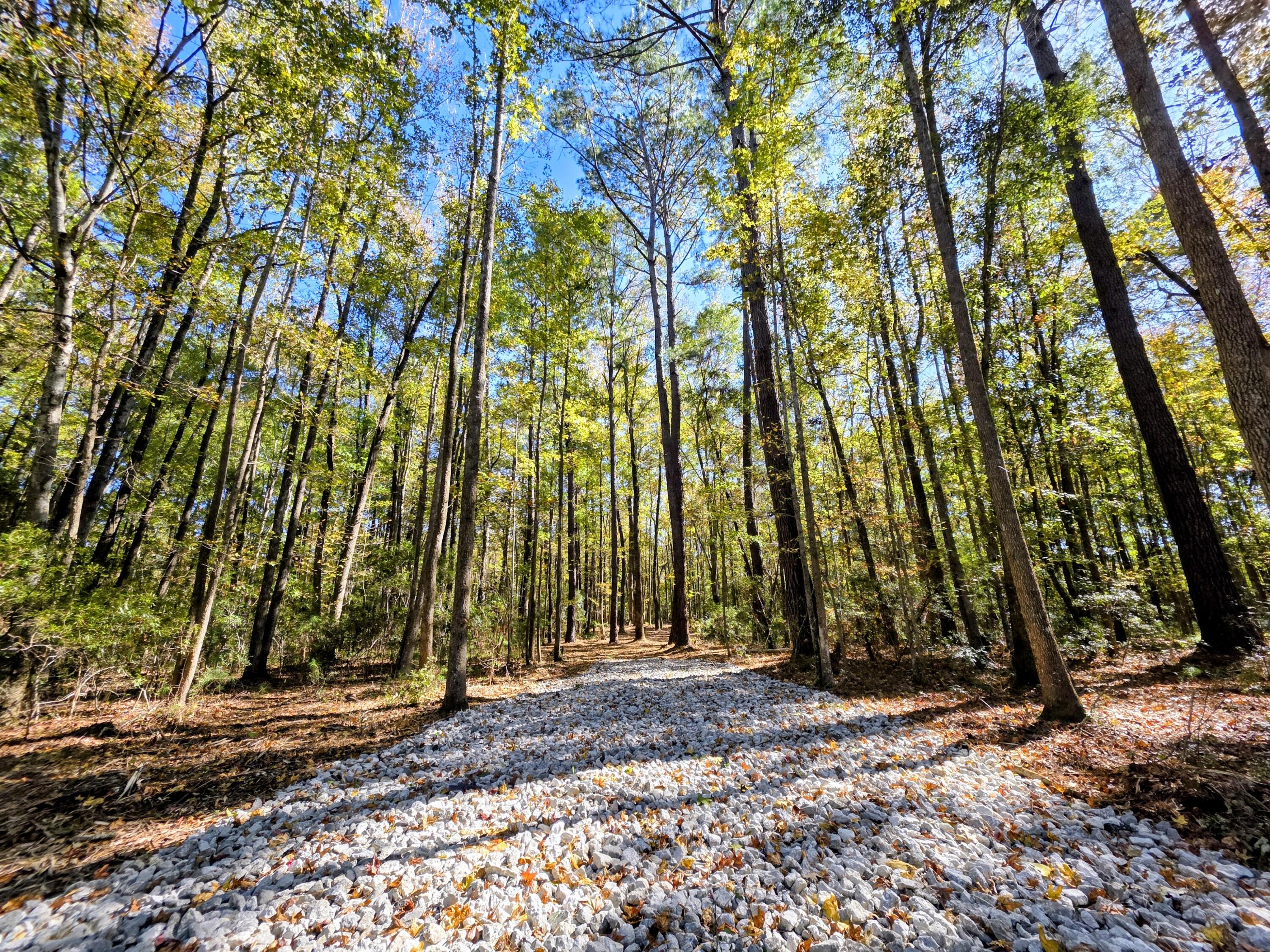 3047 Fickling Hill Road, Unit C2 Johns Island, SC 29455 - Photo 4 of 12 Entrance road off of easement