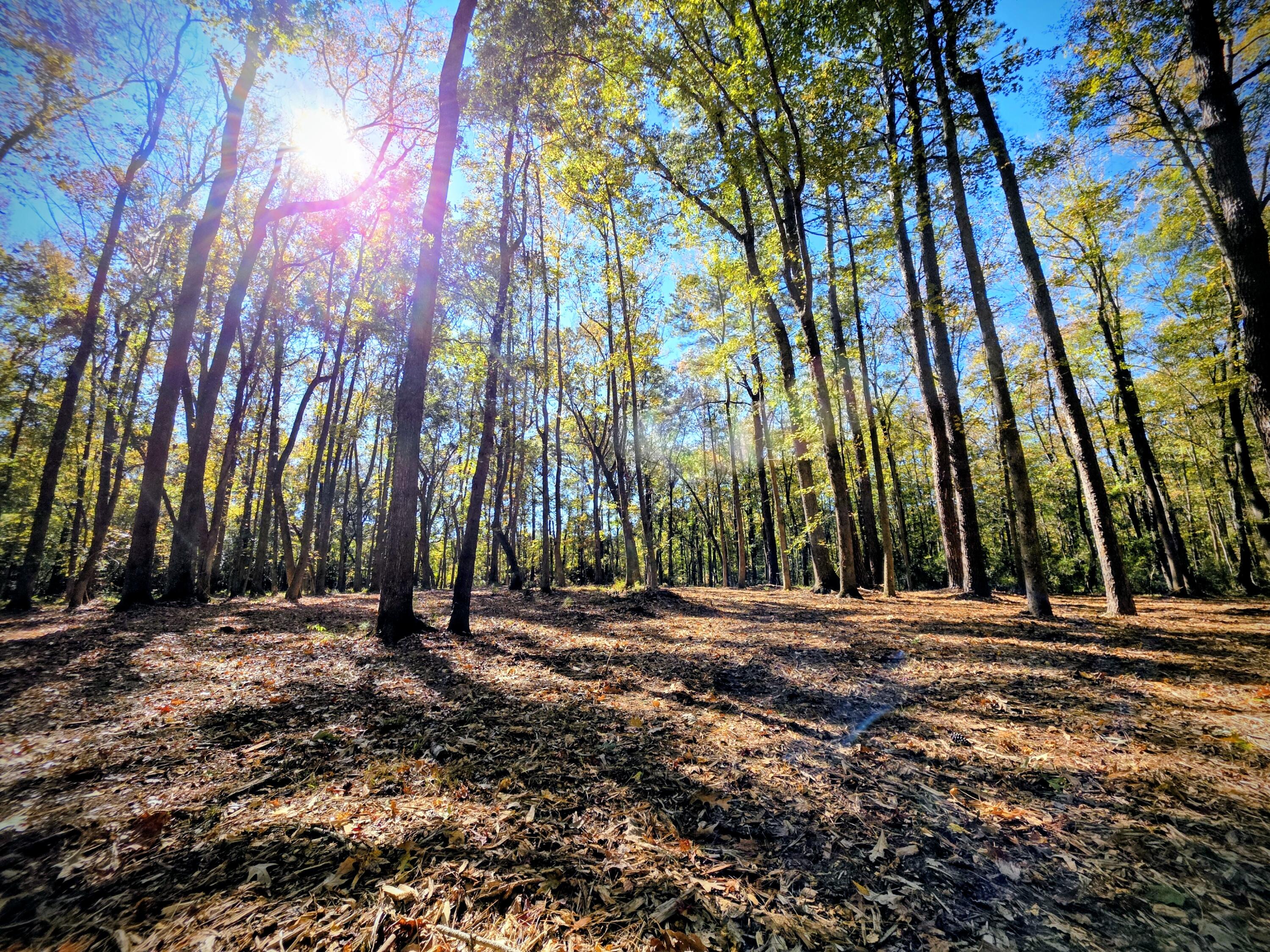 3047 Fickling Hill Road, Unit C2 Johns Island, SC 29455 - Photo 5 of 12 Peaceful!