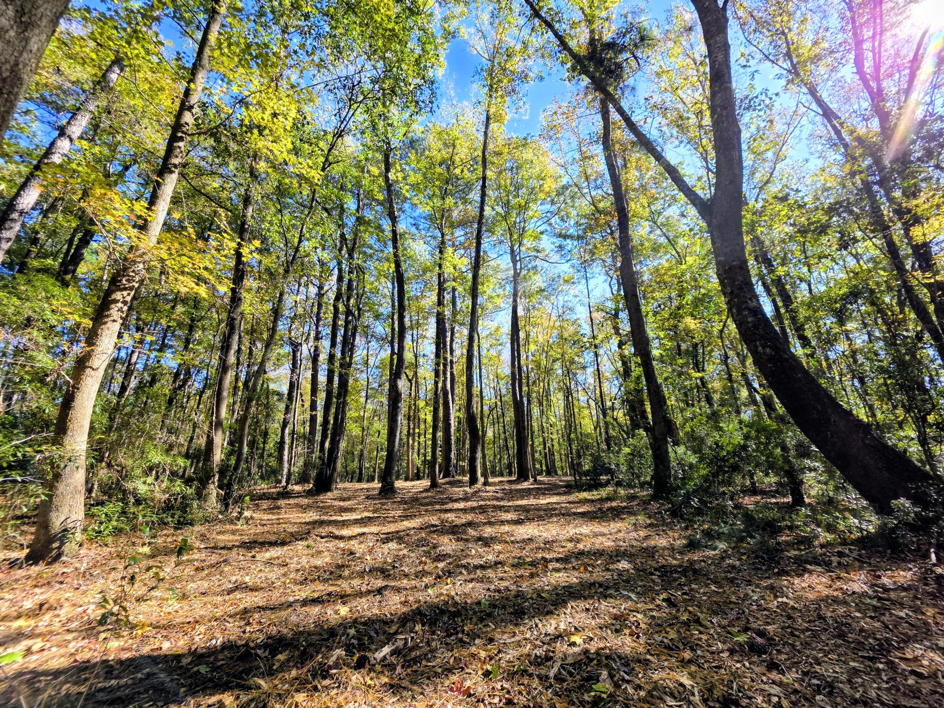 3047 Fickling Hill Road, Unit C2 Johns Island, SC 29455 - Photo 6 of 12 Your new homesite!
