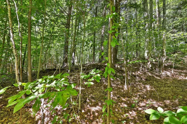 $69,000 | Lot 49 Spring Street, Pittsfield, VT 05762