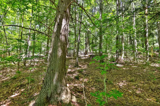 $69,000 | Lot 49 Spring Street, Pittsfield, VT 05762