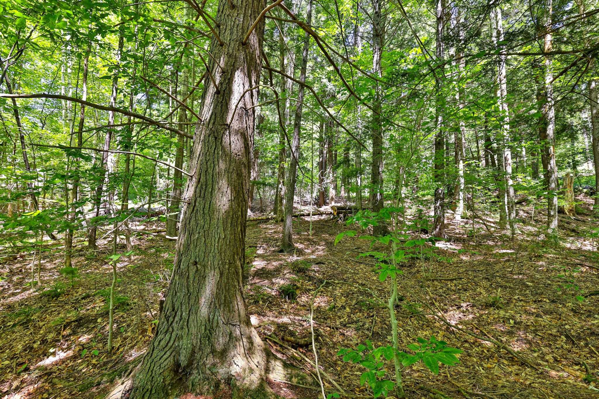 Lot 49 Spring Street Pittsfield, VT 05762 - Photo 5 of 14