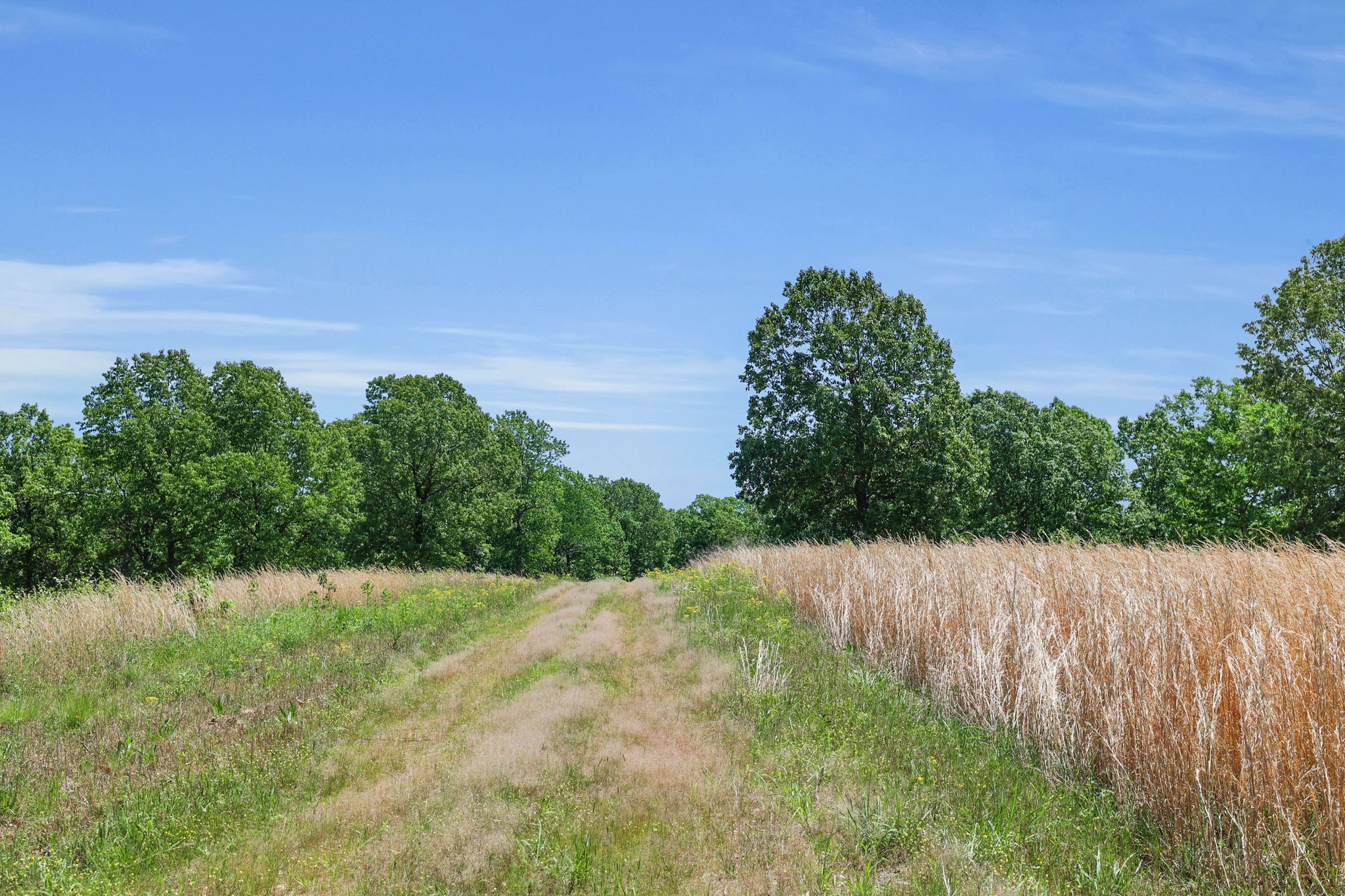 0 Shoulder Strap Branch Road Vanleer, TN 37181 - Photo 12 of 40 Gallery Image 12