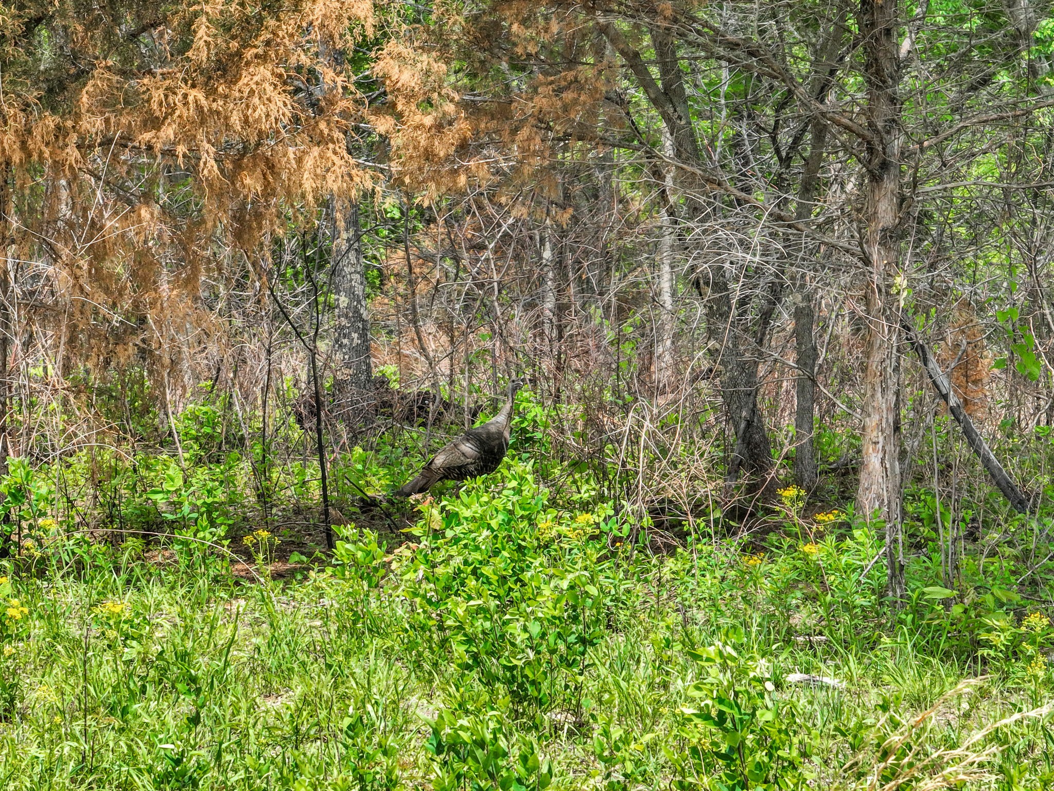 0 Shoulder Strap Branch Road Vanleer, TN 37181 - Photo 19 of 40 Gallery Image 19