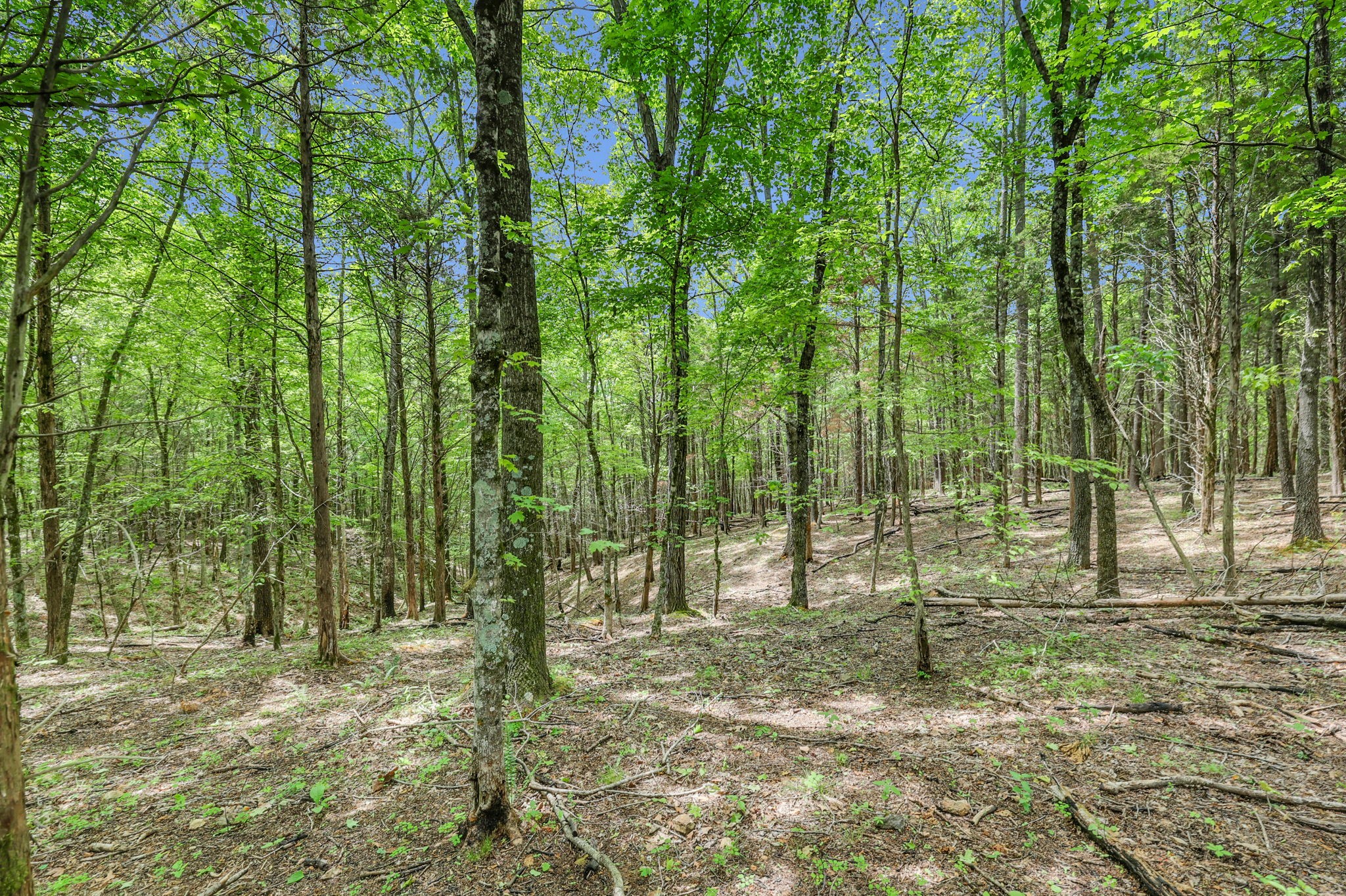 0 Shoulder Strap Branch Road Vanleer, TN 37181 - Photo 25 of 40 Gallery Image 25