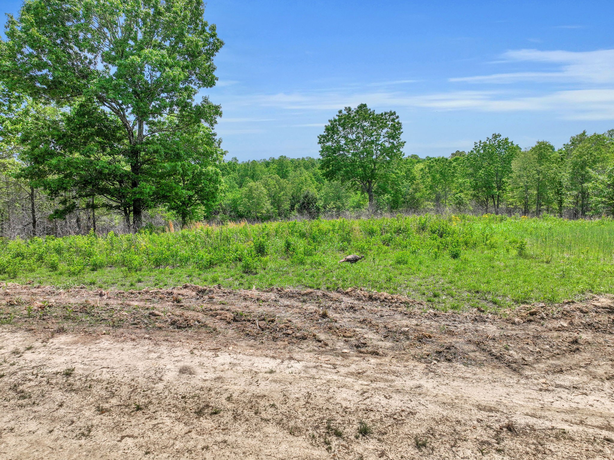 0 Shoulder Strap Branch Road Vanleer, TN 37181 - Photo 37 of 40 Gallery Image 37