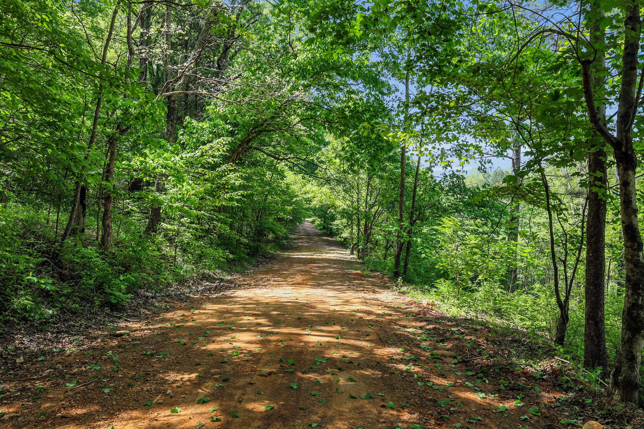 0 Shoulder Strap Branch Road Vanleer, TN 37181 - Photo 6 of 40 Gallery Image 6
