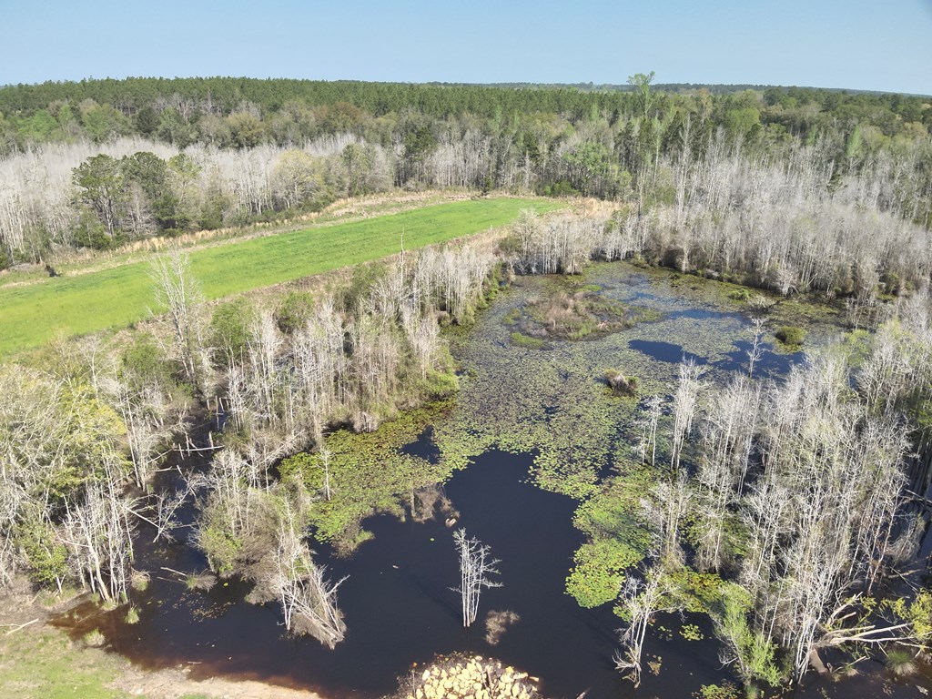 13.5-acre Red Oak Road Florala, AL 36442 - Photo 8 of 13