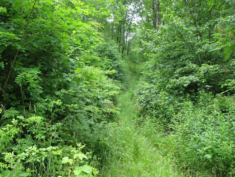 100 Sweeneysburg Road Beckley, WV 25801 - Photo 5 of 17 Wildlife trail
