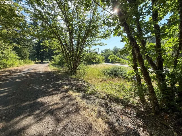 a view of a yard with plants and large trees