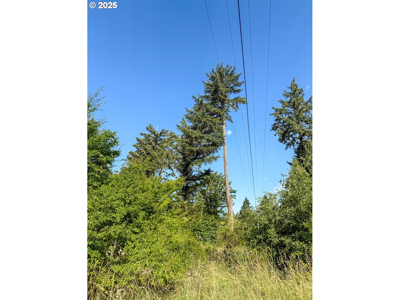 Row River Road Dorena, OR 97434 - Photo 4 of 17