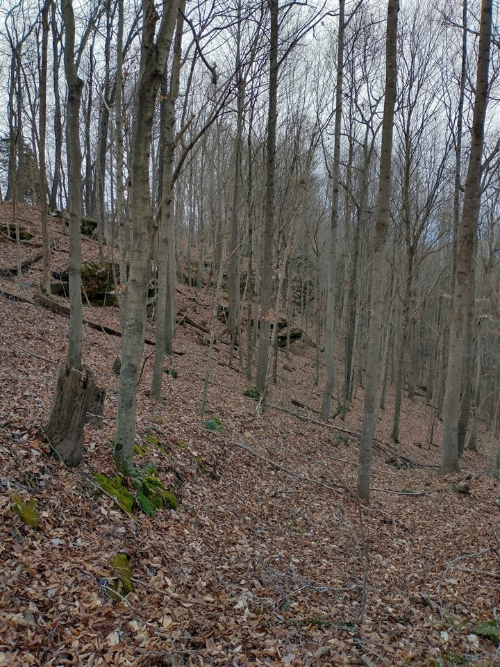 Nolin Dam Road Mammoth Cave, KY 42259 - Photo 1 of 1 Gallery Image 1