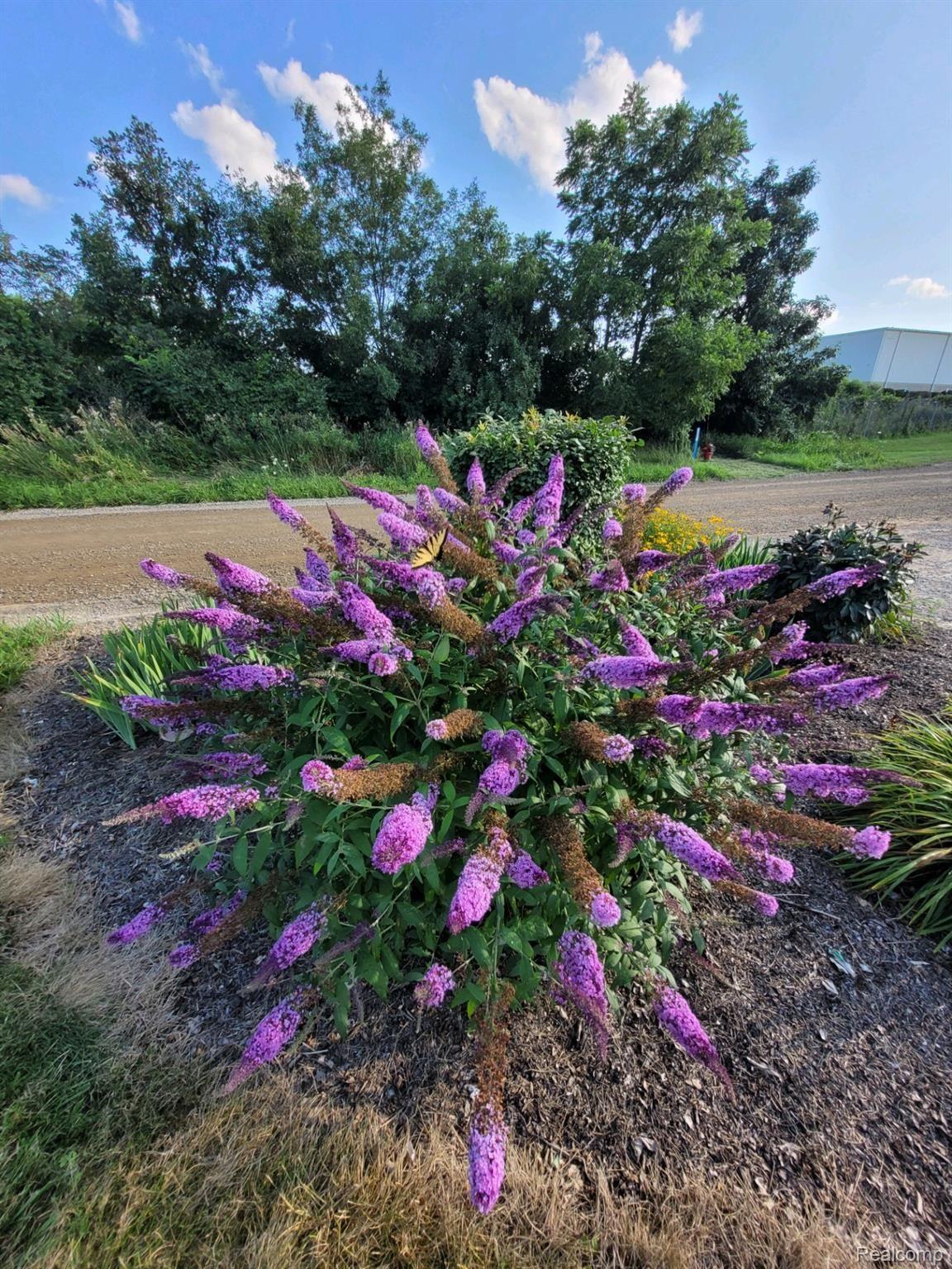 3572 Bowen Road Howell, MI 48855 - Photo 25 of 52 3572 Bowen - Flowers.jpg