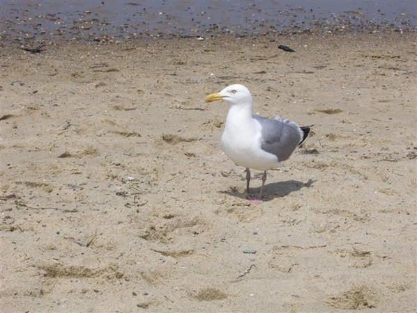 36 Ide-Ho Lane Eastham, MA 02642 - Photo 29 of 30