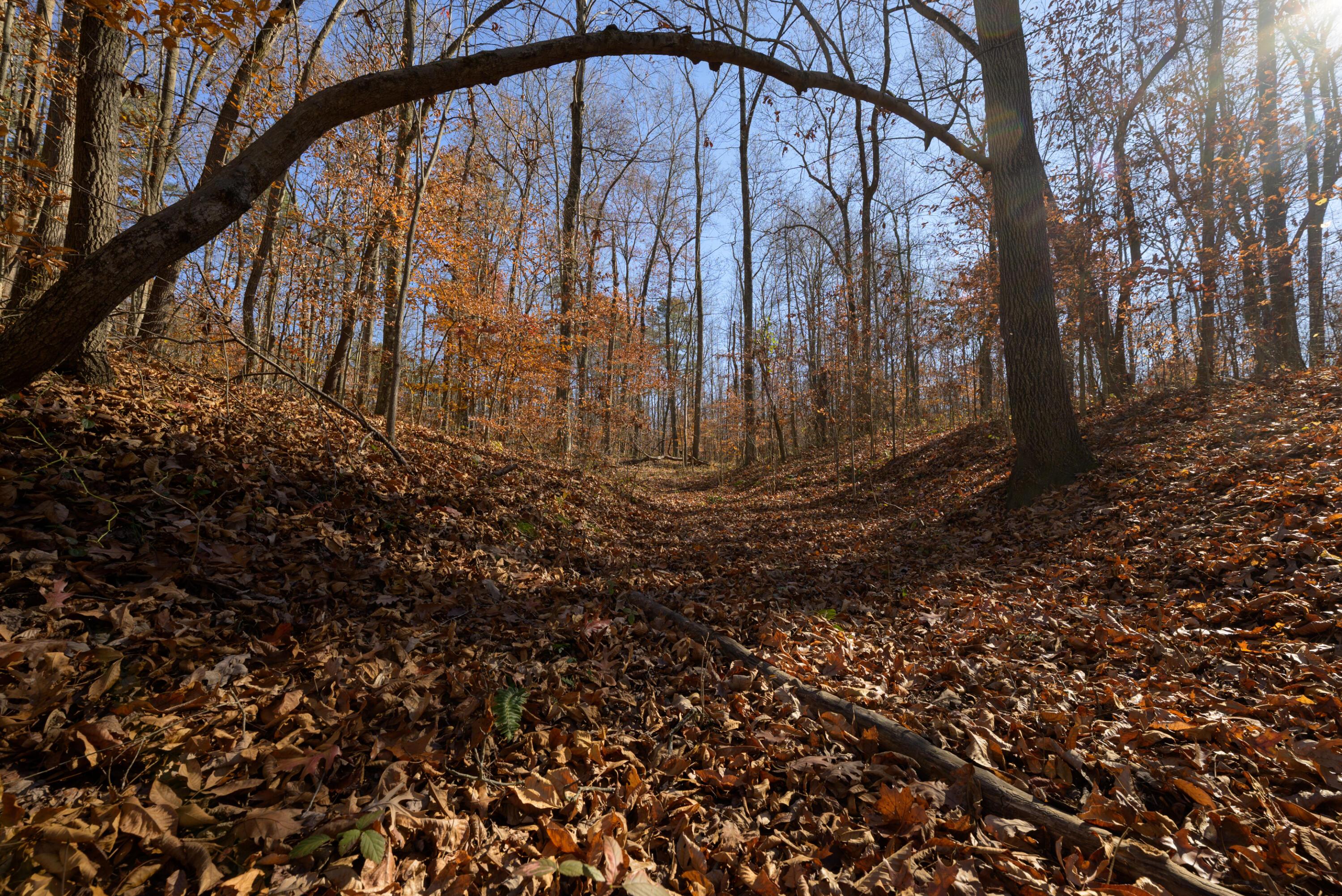 0 Morning Star Road Racine, OH 45771 - Photo 7 of 18 SPS_4154 (1)