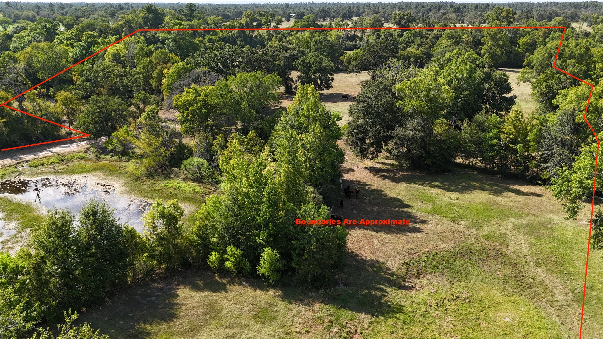 476 Rosenwall Road Huntsville, TX 77320 - Photo 4 of 12 Gallery Image 4