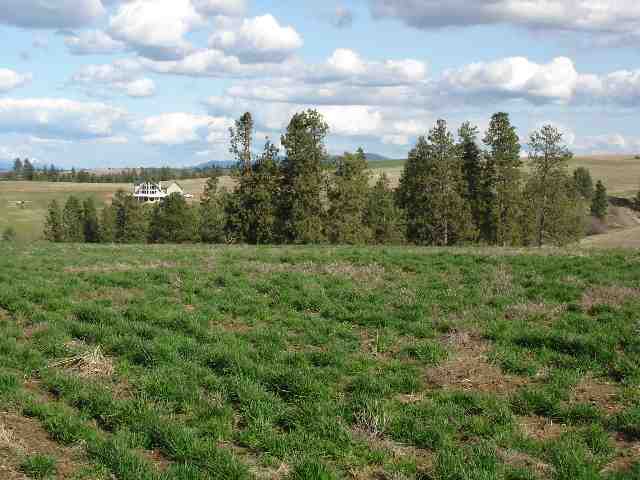0 East Wright Road Rockford, WA 99030 - Photo 6 of 9