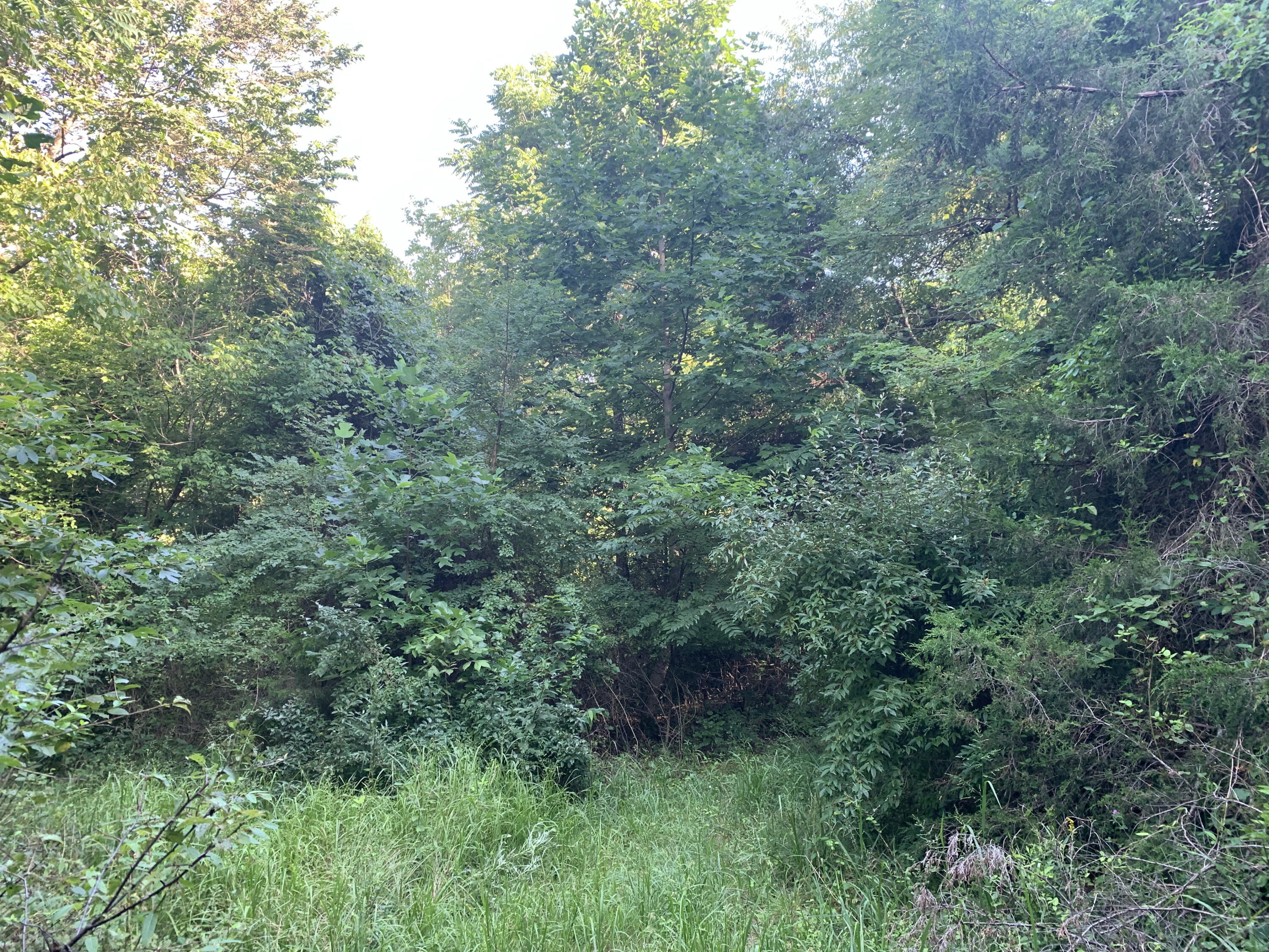 6912 Plank Road Buchanan, VA 24066 - Photo 12 of 26 land5
