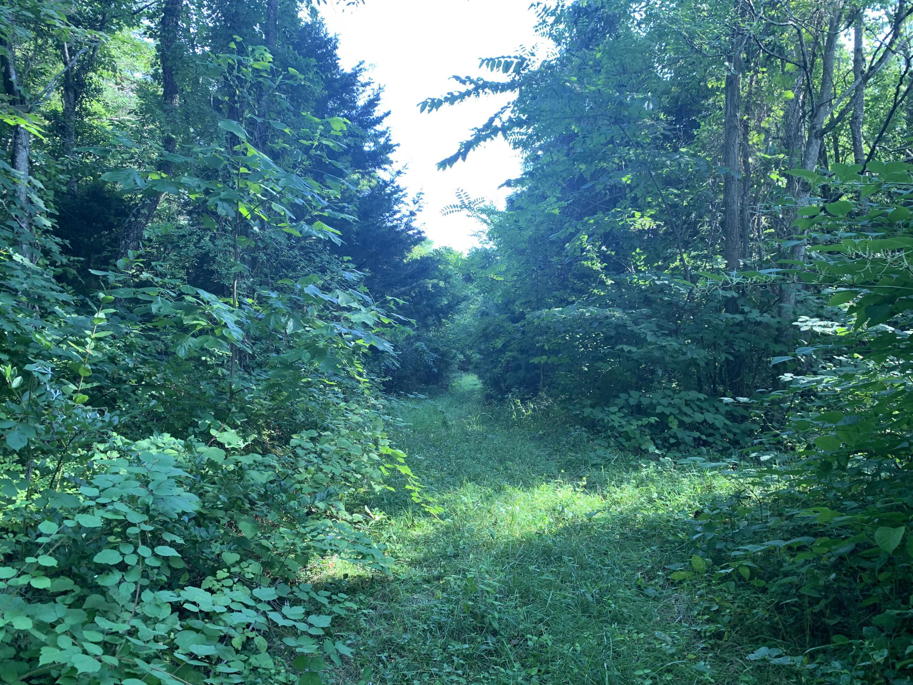 6912 Plank Road Buchanan, VA 24066 - Photo 7 of 26 trails