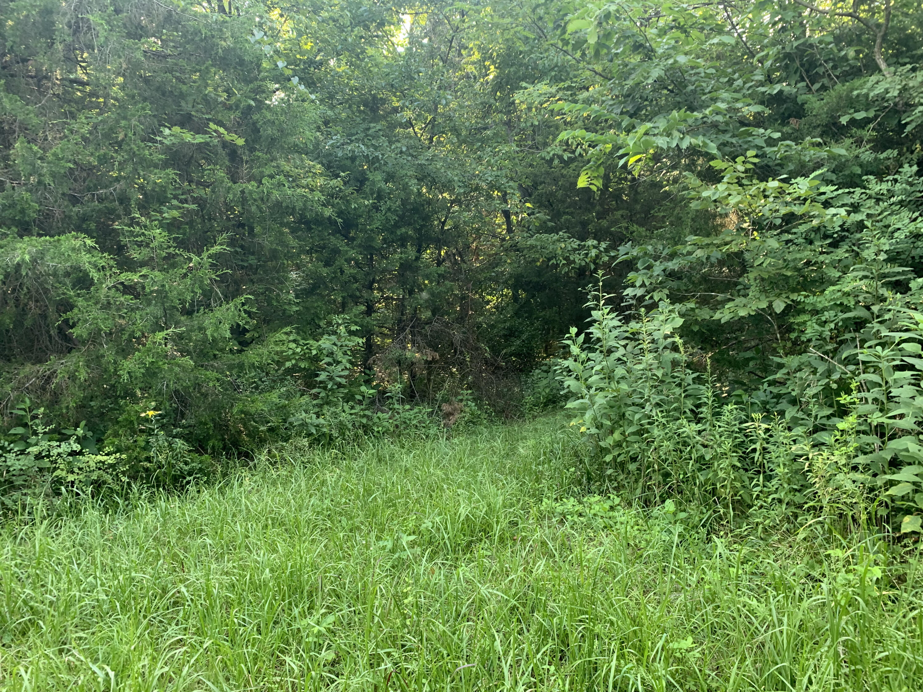 6912 Plank Road Buchanan, VA 24066 - Photo 9 of 26 land2