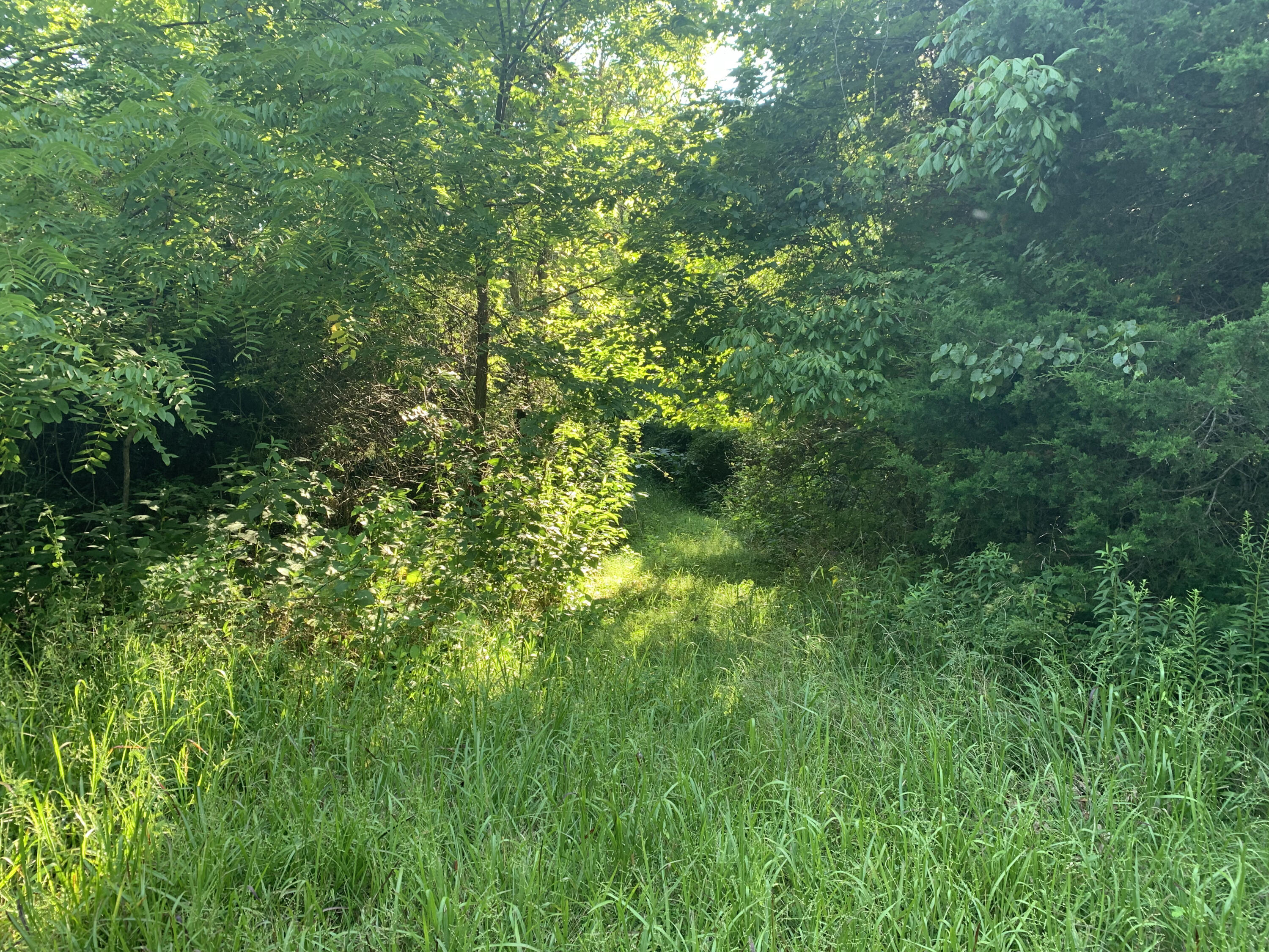 6912 Plank Road Buchanan, VA 24066 - Photo 10 of 26 land3