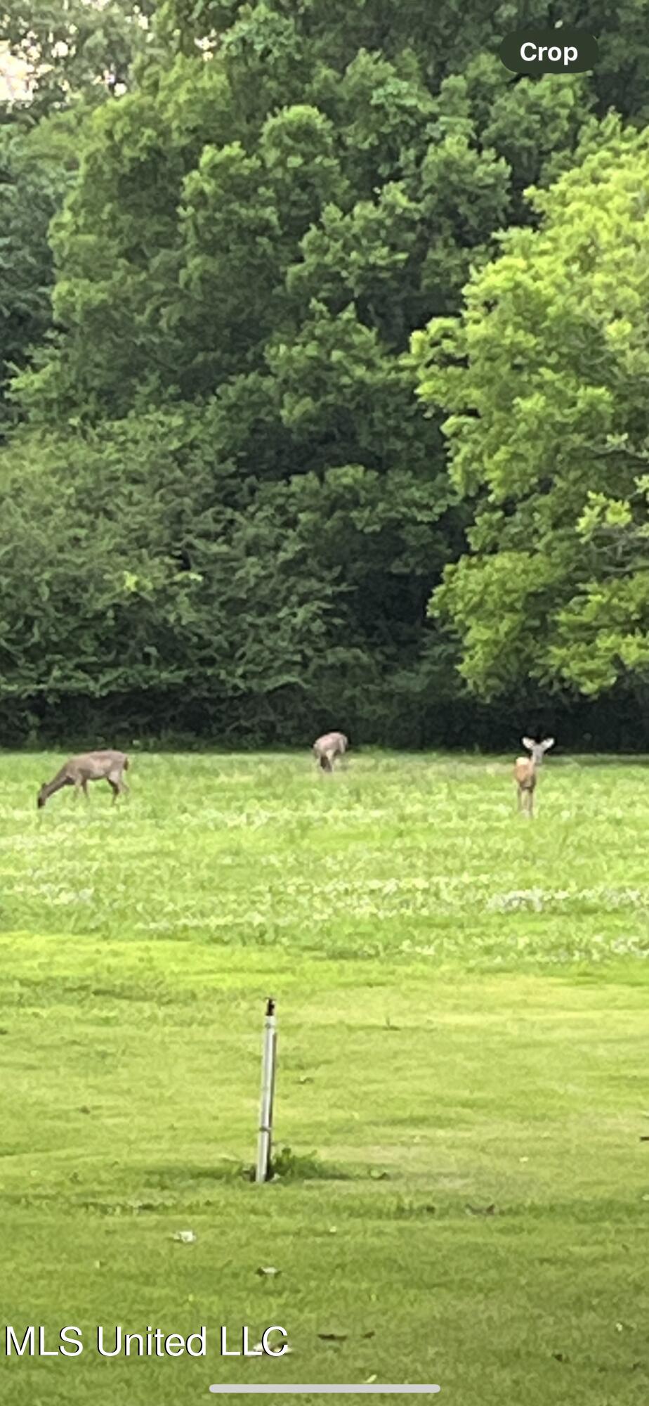 251 Callicott Drive Coldwater, MS 38618 - Photo 31 of 38 IMG_3363