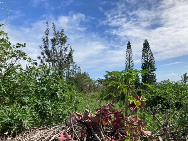 a view of a tree with a plant in front of it