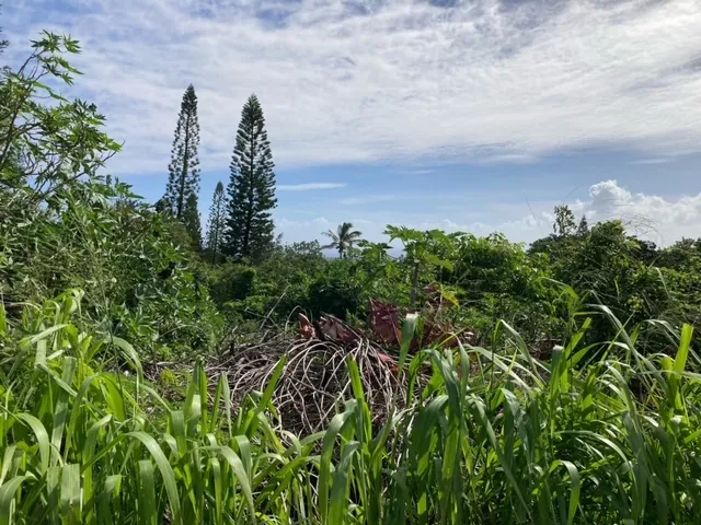 a close up of a plant in a garden
