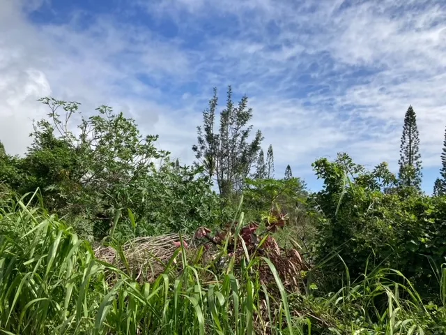 a plant that is in a garden