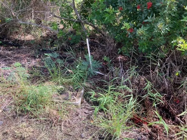 a backyard of a house with lots of plants and trees