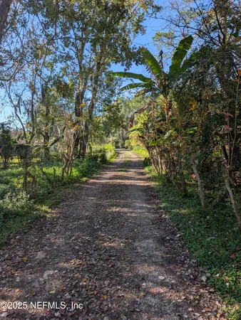 a view of a yard with plants and trees